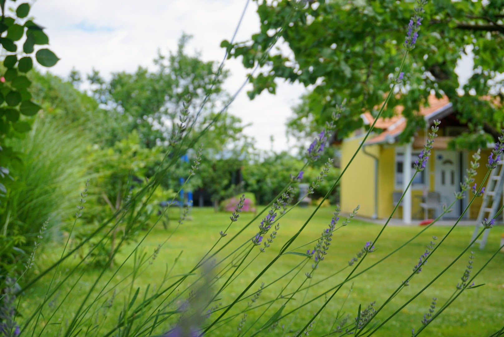 Lavanda u dvorištu Sobe Milica